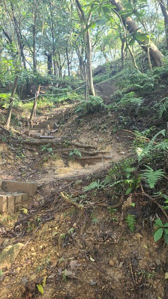 2025-0204 鶯歌_大凍山_三角埔頂山_迴龍2707999