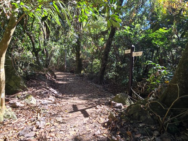 雪山坑登山步道~巨人之手2948724