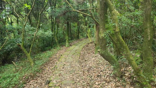 2022-0605 苗冷古道-七星公園-冷水坑-冷擎步道1727653