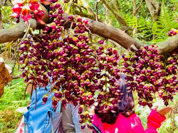 草尾嶺血藤滿山開3019008