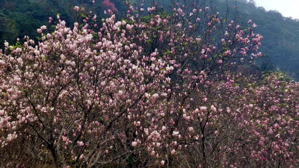 20230224 花癡天堂之淡水楓樹湖百花齊放2041662