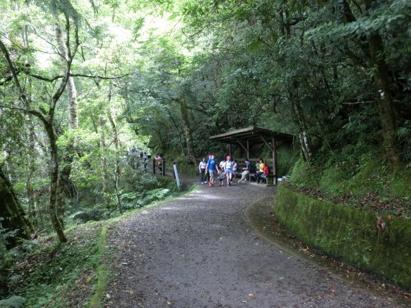 拉拉山神木群．巴陵古道620781