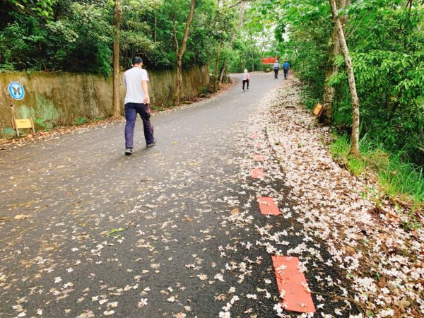 四月雪～桐花盛開～藤山步道566587