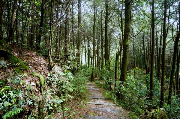 小雪山國家步道337763