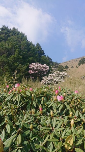 合歡東峰、小奇萊賞玉山杜鵑2542737