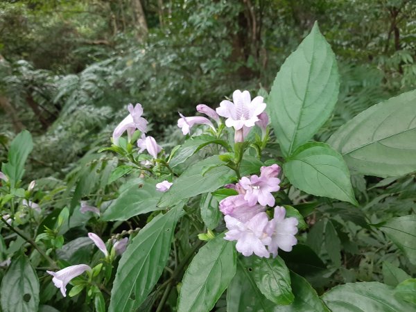 臺北大縱走4：聖人橋至大湖公園778015