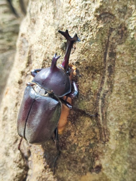 夏日甲蟲祭典（羊稠森林步道，龜山福源山-山佳車站）2826608