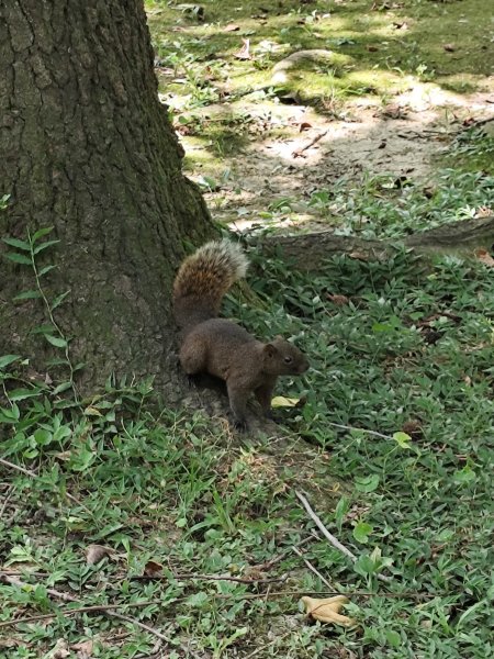 大港墘公園、大安森林公園、大稻埕、天母【走路趣尋寶】【臺北健走趣】2554256