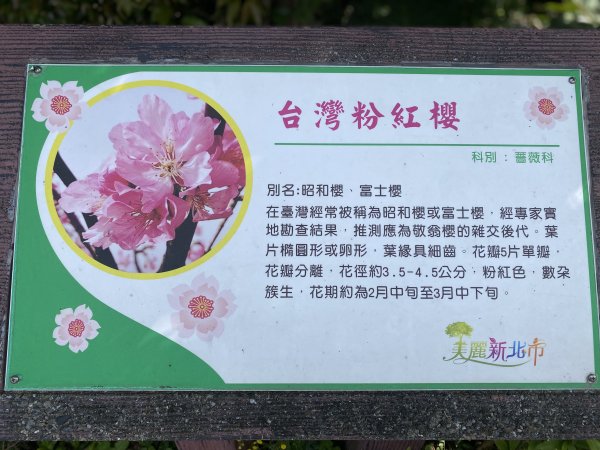 🚗從淡金公路出發｜三生步道櫻花與田園風光・春日療癒散步3018730