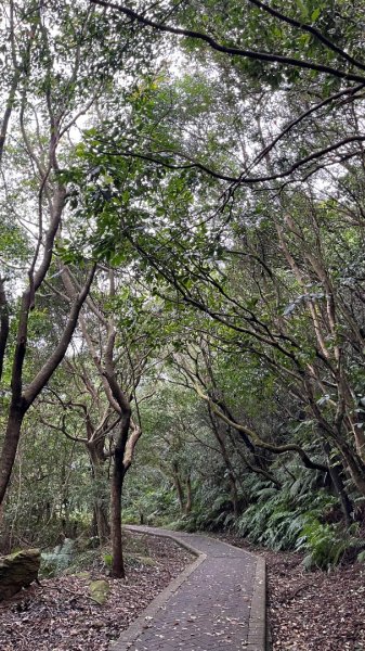 小百岳_大崙頭山2959945