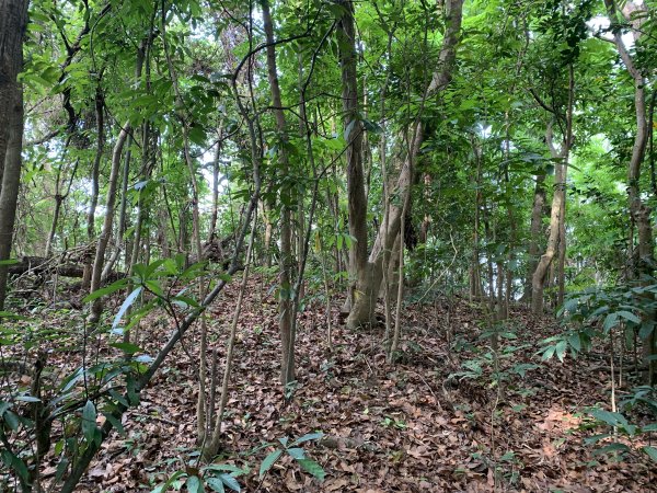 20250419屏東佳平山-虻彈山2767941