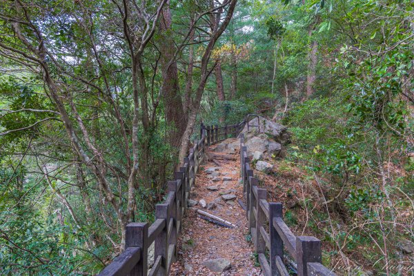 谷關七雄_波津加山2977613