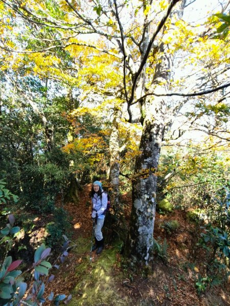 1121125 鳥嘴山縱走貴妃山2363978