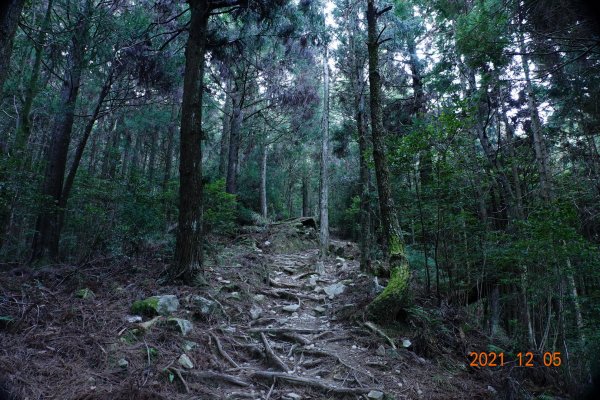 苗栗 泰安 榛山步道、榛山1540235