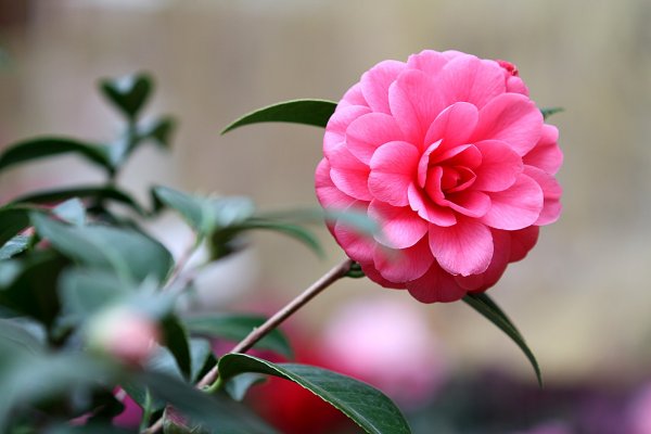 杉林溪賞花872571