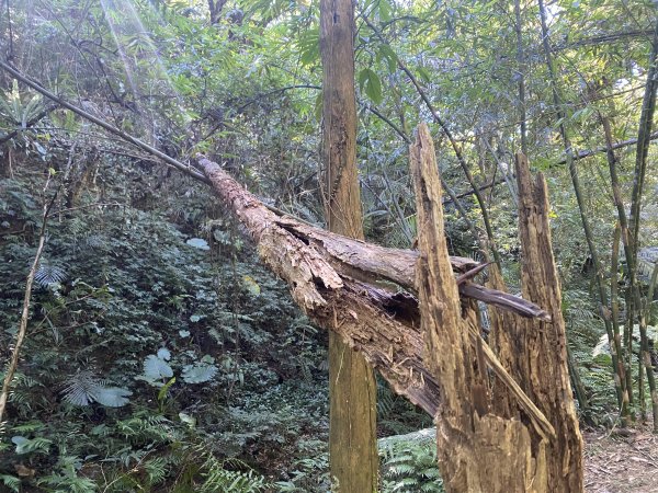 2025微笑山線大縱走尋寶集章任務-Ep.12【五分山系】望古瀑布段2908861