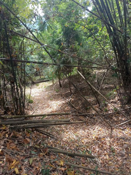 穿霧隘勇線-中三鹿2991742