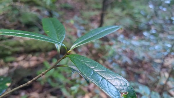 北坑山大板根東洗水山盡尾山東北峰2701685