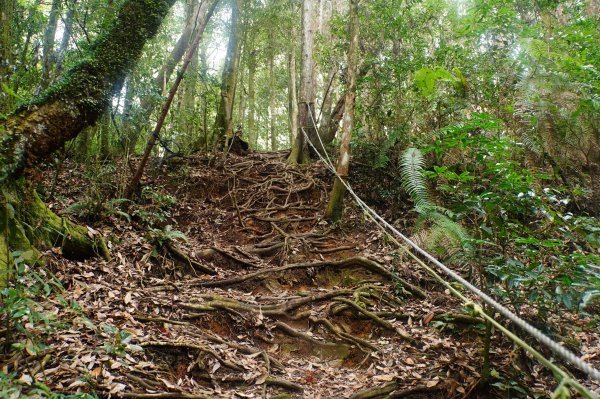 臺中 和平 大崠山、長壽山、醜崠山3028327