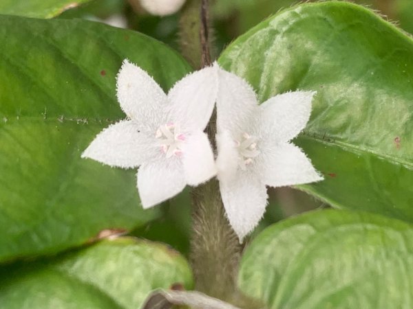 瑪陵坑群峰（七堵車站O型）2760795