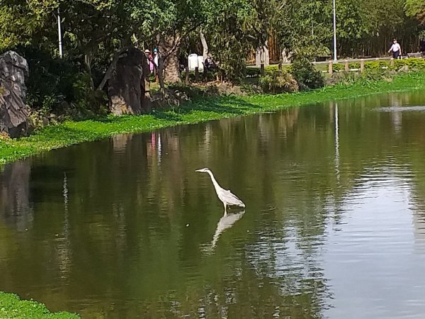 大安森林公園早上524609