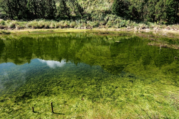 七星山主東峰走春95321