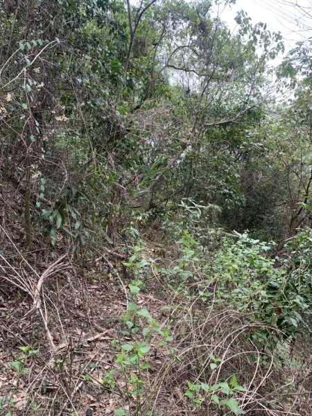 20250531屏東武潭(新厝山)2803208