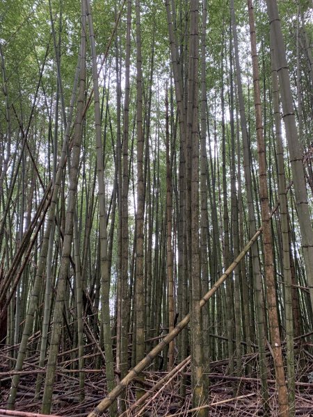 20251220嘉義凸龜山-芙蓉山-天福山2973828