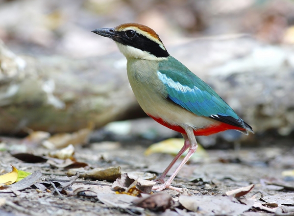 【新聞】鳥會雇保全 護八色鳥孵蛋