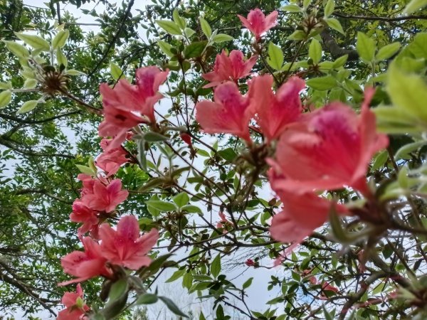 頭城鎮外大溪山+七兄弟山+窖寮山O型3016013