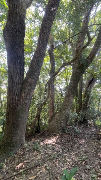 大溪打鐵寮古道白石埤線上白石山2633769