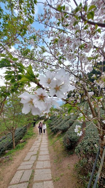 111/03/13新竹五峰天際線：鵝公髻山(第一登山口上、山上人家下)1649599