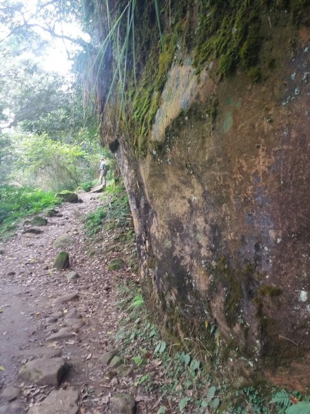 大凍山/霹靂山/雲之道/櫻之道696950