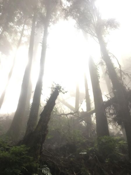 觀霧檜山巨木森林步道171746