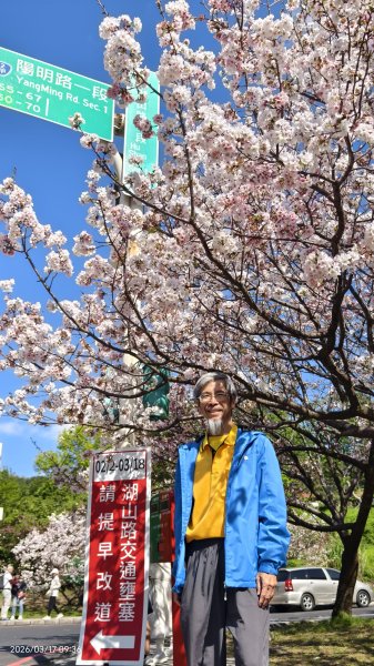 #中山樓 #陽明公園 #十八份 #墨染櫻 #吉野櫻 #唐棉 #小實女貞 #大紅蛺蝶 #夕陽 3/13017035