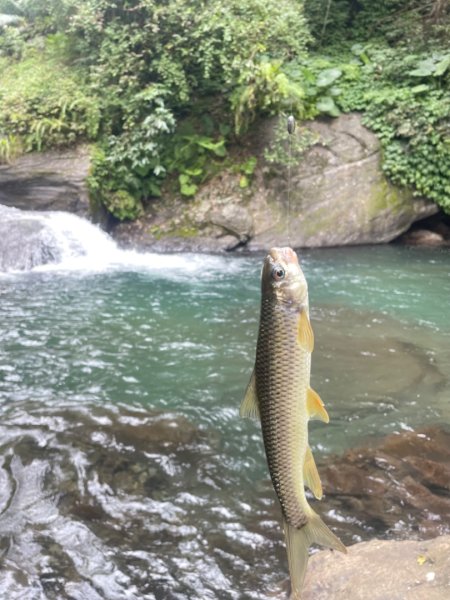 紅河谷越嶺-加九寮秘境💙露營⛺️釣魚趣2817746