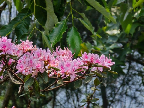 谷關松鶴橋對面的德芙蘭生態步道順登東卯山西南峰2748322