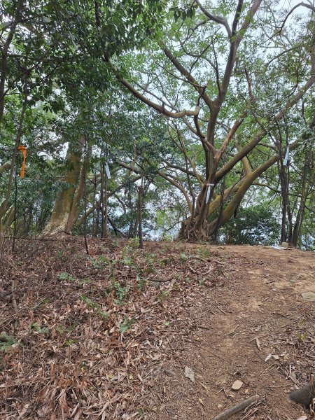 三段崎古道202401222696403