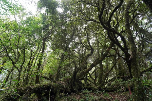 新北 烏來 山車廣山、檜山2567391