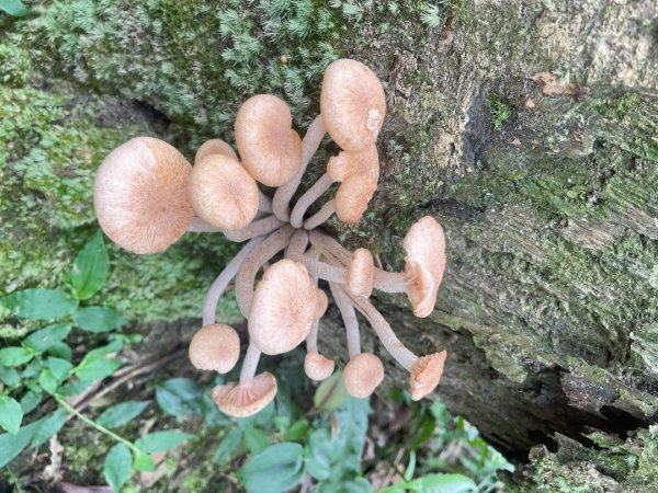 微笑山⛰️線-大棟-二格山-五分山-天上山-鳶山💎12條步道完成💙2853957