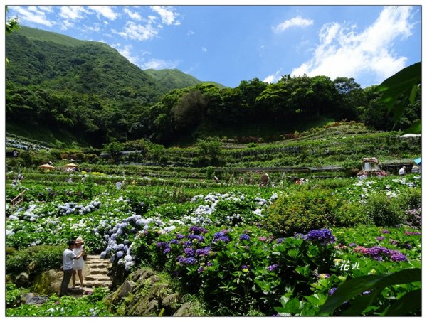 竹子湖/青楓步道986140