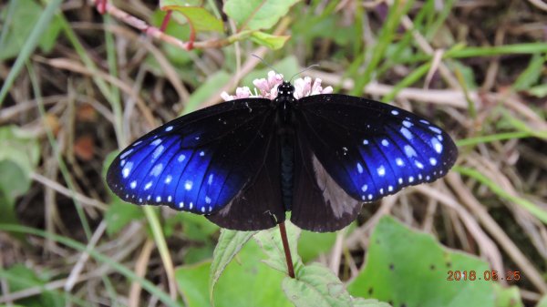 陽明山國家公園巡禮599209