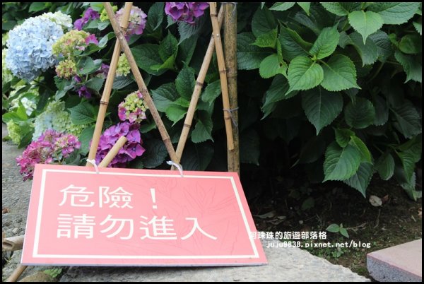竹子湖繡球花季594284