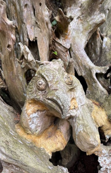 清泉 雪霸農場 野馬瞰山2925961