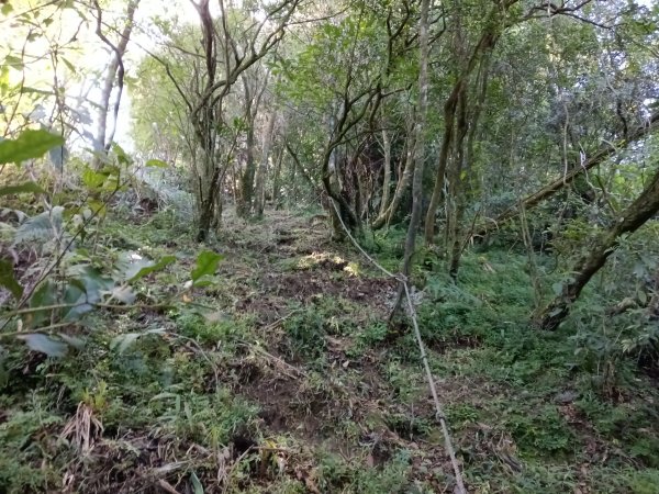坪林區南豹子廚山+豹子廚古道+北豹子廚山2900487