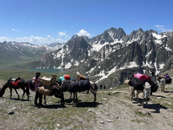 喀什米爾/馬牛羊駱駝動物寫真2565812