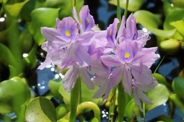 南投魚池~花茶香田園好風光~澀水田頂步道1026767