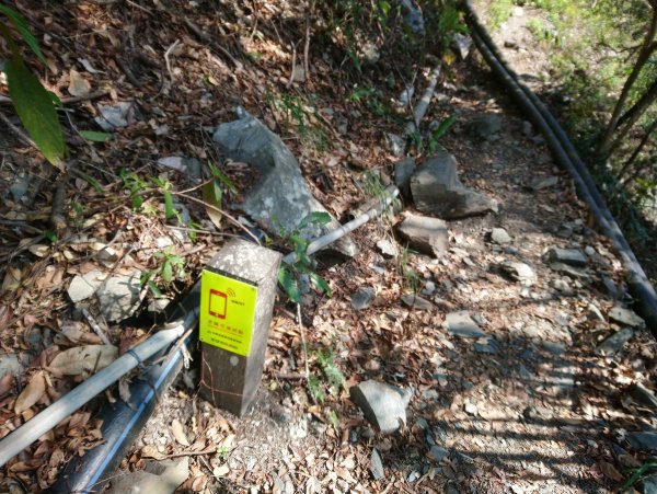 屋我尾山(麗陽線)821157