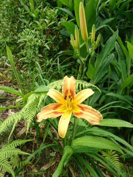 貓空樟樹步道 2017.05.21139502