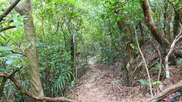 向北的龜溪縱走。評耶哀2777738